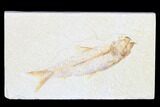 Detailed Fossil Fish (Knightia) - Wyoming #173737-1